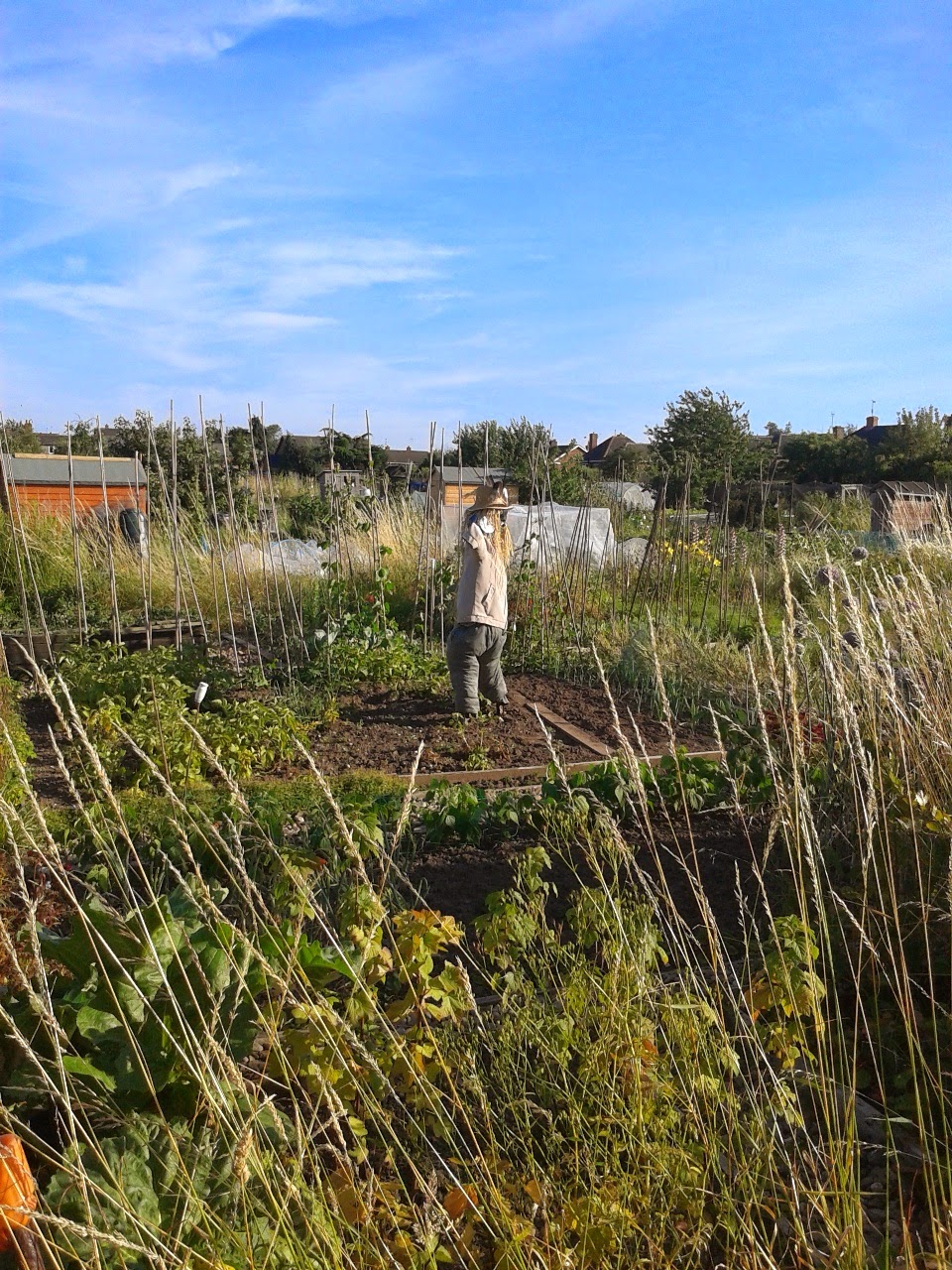 Image of a scarecrow on an allotment to illustrate the question: can we grow what we eat?