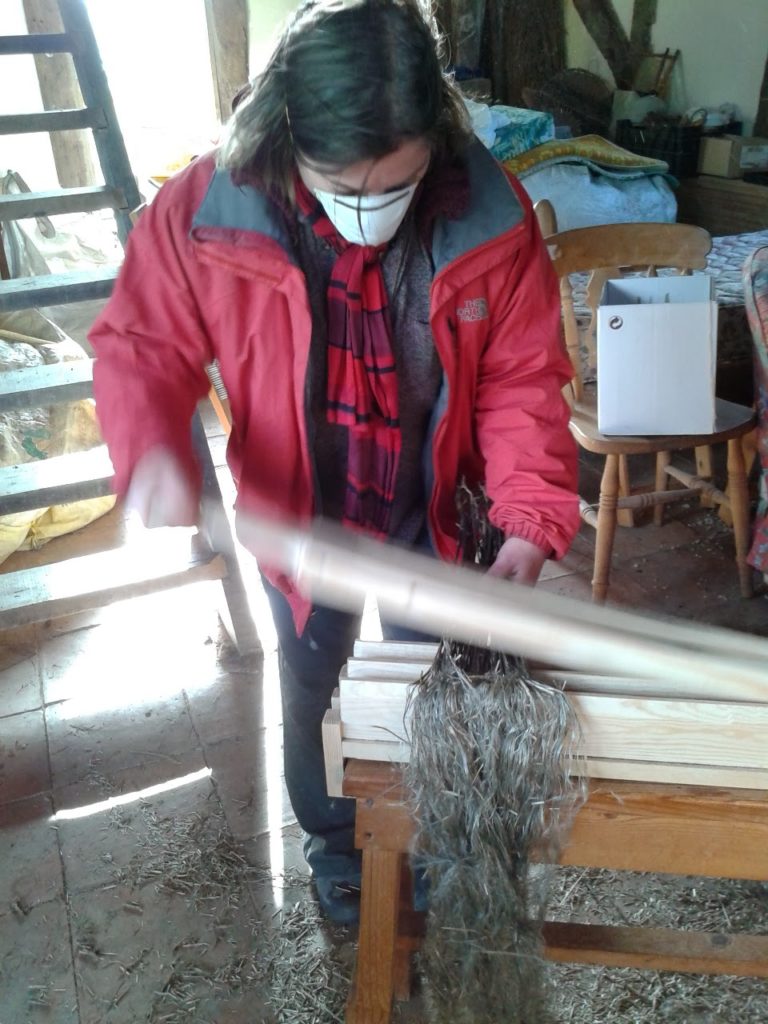 Warp-weighted linen: image of breaking flax before spinning into thread and weaving into linen on a warp-weighted loom