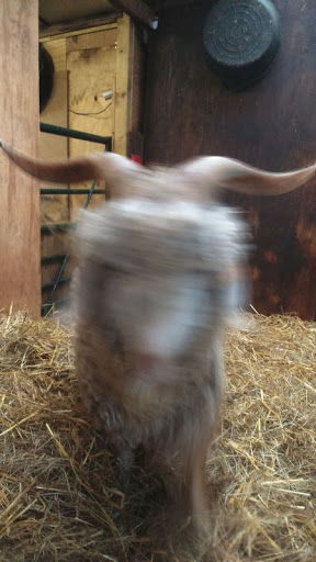 Fleece and Fibre at the Small Breeds Farm: Image of Costello the angora goat at the Small Breeds and Owl Centre, Kington, Herefordshire