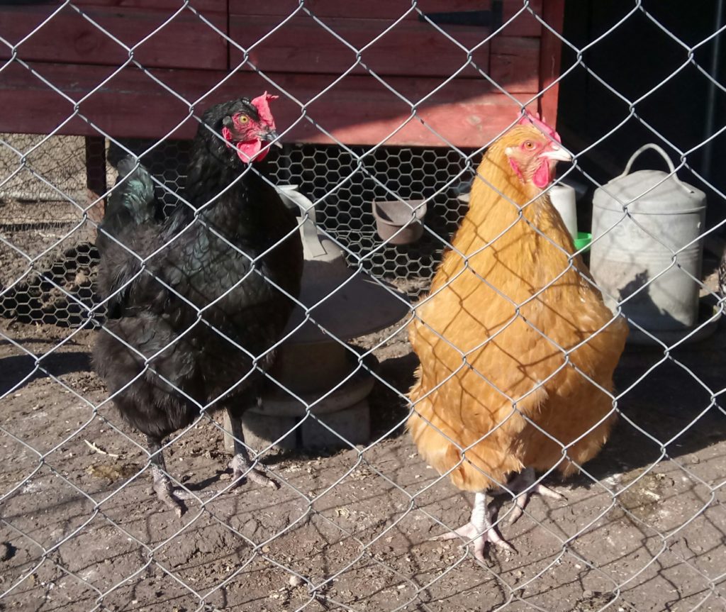 Sustainable life: image of chickens in a coop run