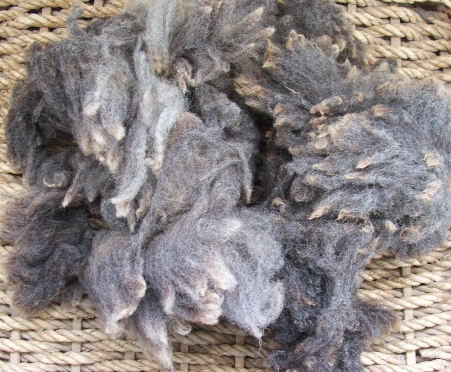 Sustainable life: image of washed fleece from grey Ryeland sheep