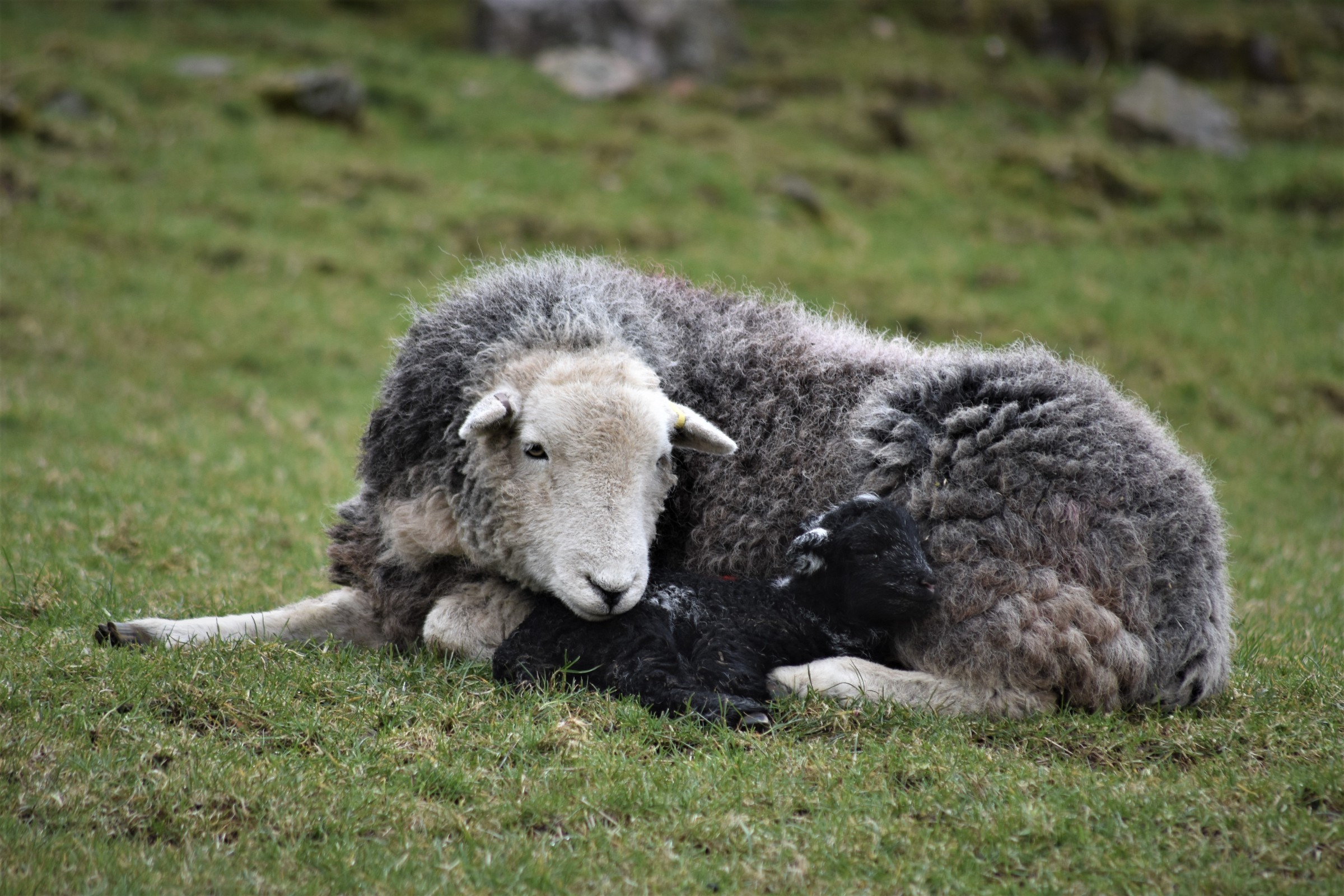 Image of Herdwick ewe: sheep breed adapted to the high Lakeland fells