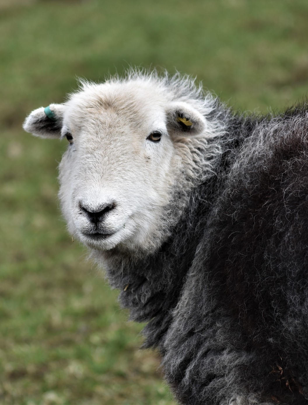 Herdwick sheep