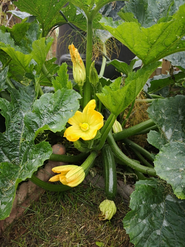 Small vegetable garden - image of courgette (zucchini) plant