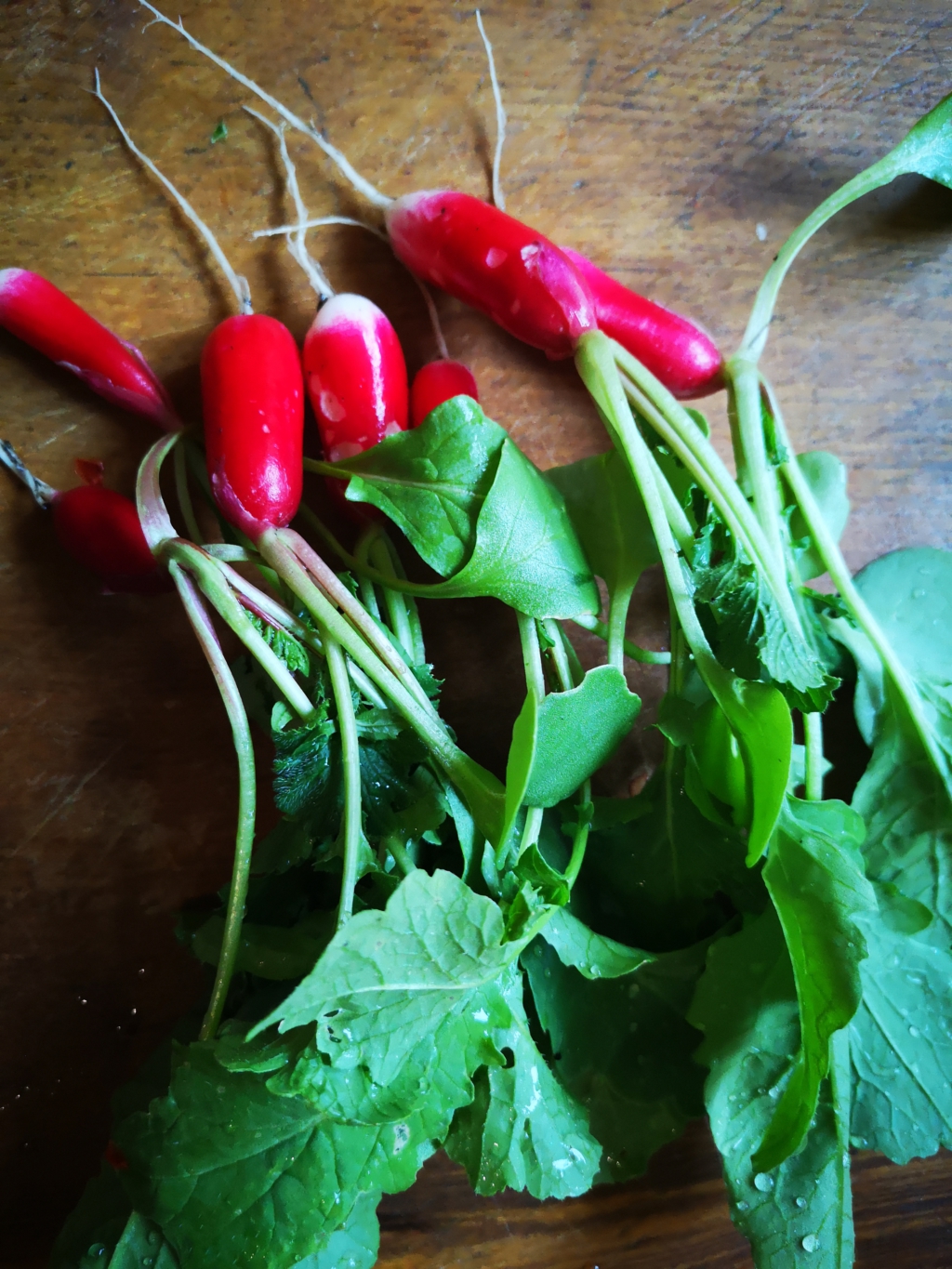 Small vegetable garden - image of freshly picked radishes. Ready for pickling