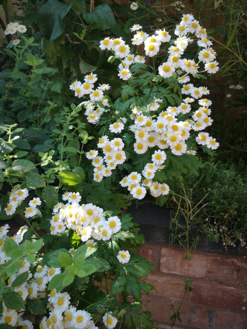 Small productive garden - image of feverfew (medicinal plant) growing in a raised border