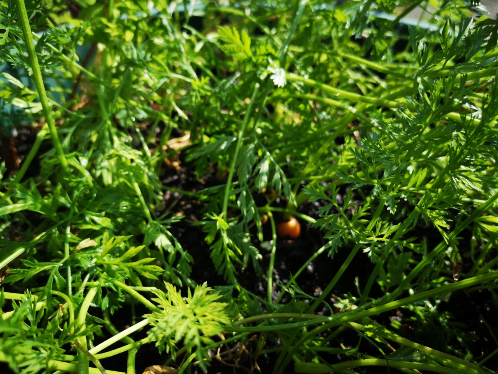 Small Productive Garden - image of carrots grown in a large container - kept going by successional sowing in the gaps left by harvesting