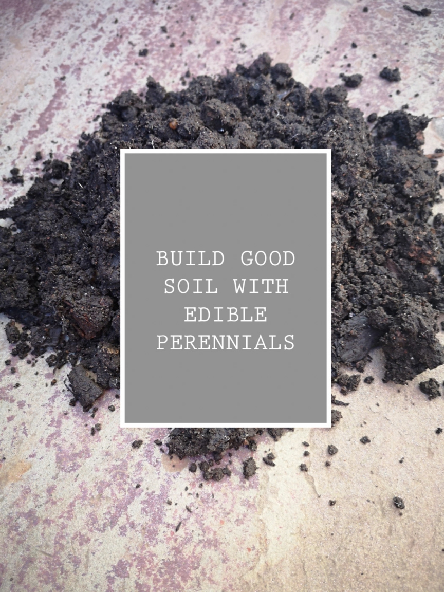 Edible perennials for low-maintenance allotments. Image of dark, crumbly soil and the caption Edible perennials build good soils