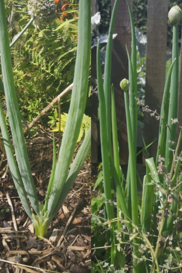 Edible perennials for low-maintenance gardens - image of Welsh onions