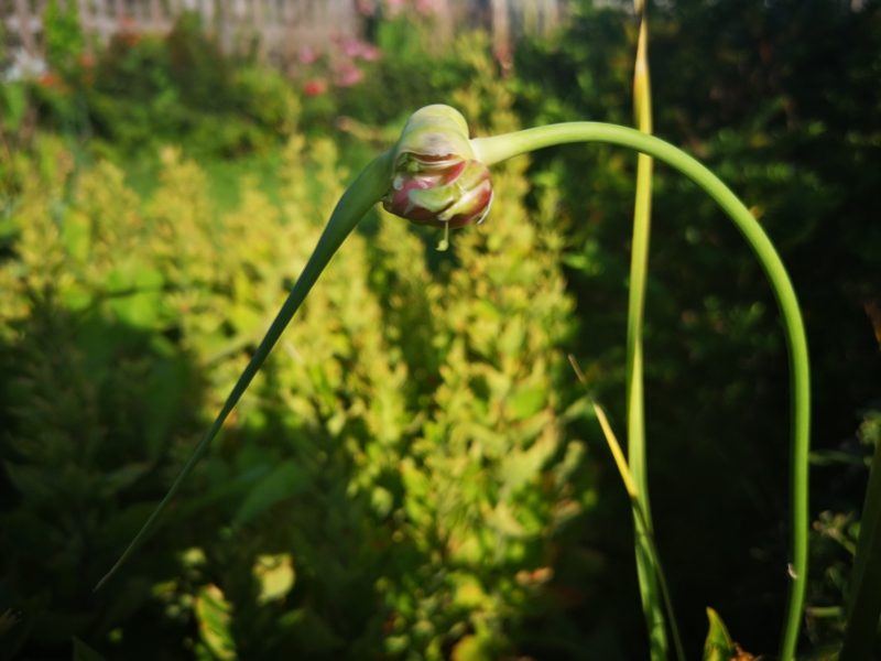 Edible perennials for low-maintenance allotments - image of walking-stick onion in my garden, which might eventually walk over to my allotment with a little help from me