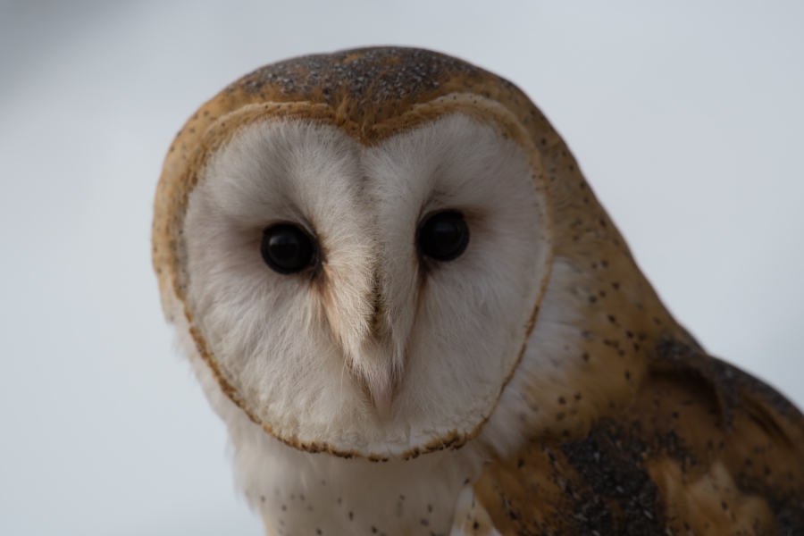 Nature-friendly farming and owls - image of a barn owl by Keith Lazarus on unsplash.com