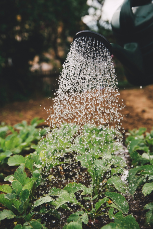 Edible perennials for low-maintenance allotments - edible perennials need less watering. Image of crops being watered