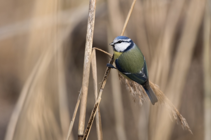 Regain lost words - blue tit in the reeds by Jan meeus on unsplash.com