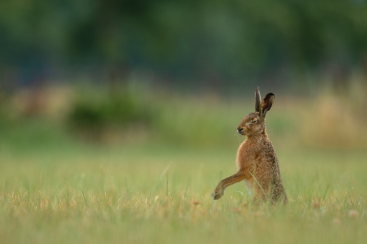 Lost words - a hare: photo by Vincent van Zalinge on unsplash.com